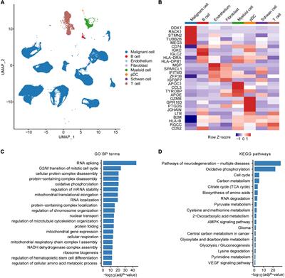 Multi-omics integration reveals a six-malignant cell maker gene signature for predicting prognosis in high-risk neuroblastoma